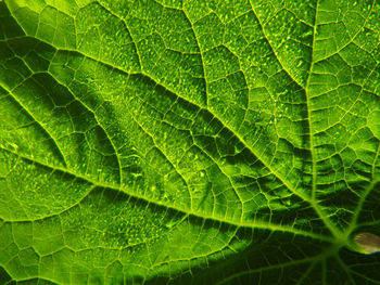 Full frame shot of leaf