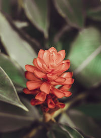 Close-up of flower blooming outdoors