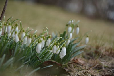 Beautifull snowdrop and green grass at the morning