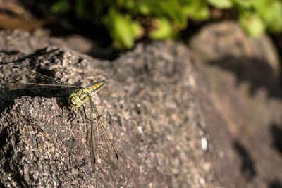 Close-up of insect on rock