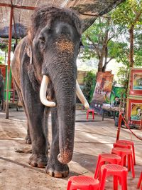 Elephant standing by red stools on land