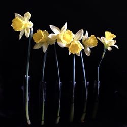 Close-up of white flower over black background