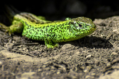 Close-up of lizard on rock