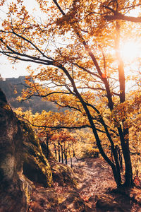 Sunlight streaming through trees during sunset