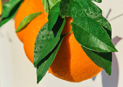 Beautiful juicy oranges close-up, freshly picked citrus fruits in water drops in bright sunlight