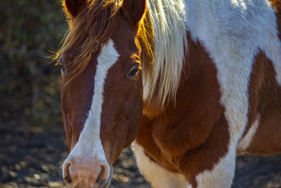 Close-up of a horse in the field