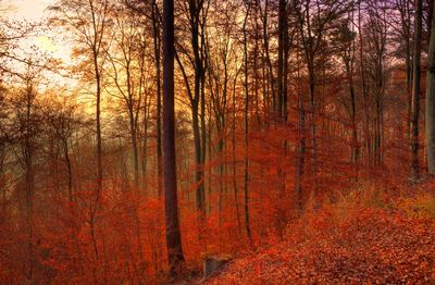 Trees in forest during autumn