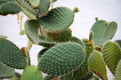 Close-up of fresh cactus plant