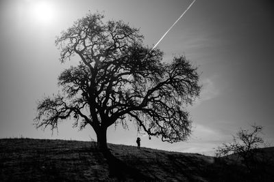 Tree on field against sky