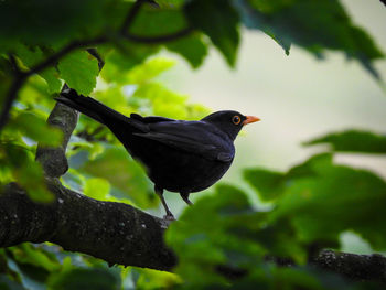 Bird perching on a branch