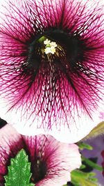 Close-up of pink flower