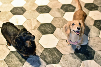 Dachshund waiting for snacks