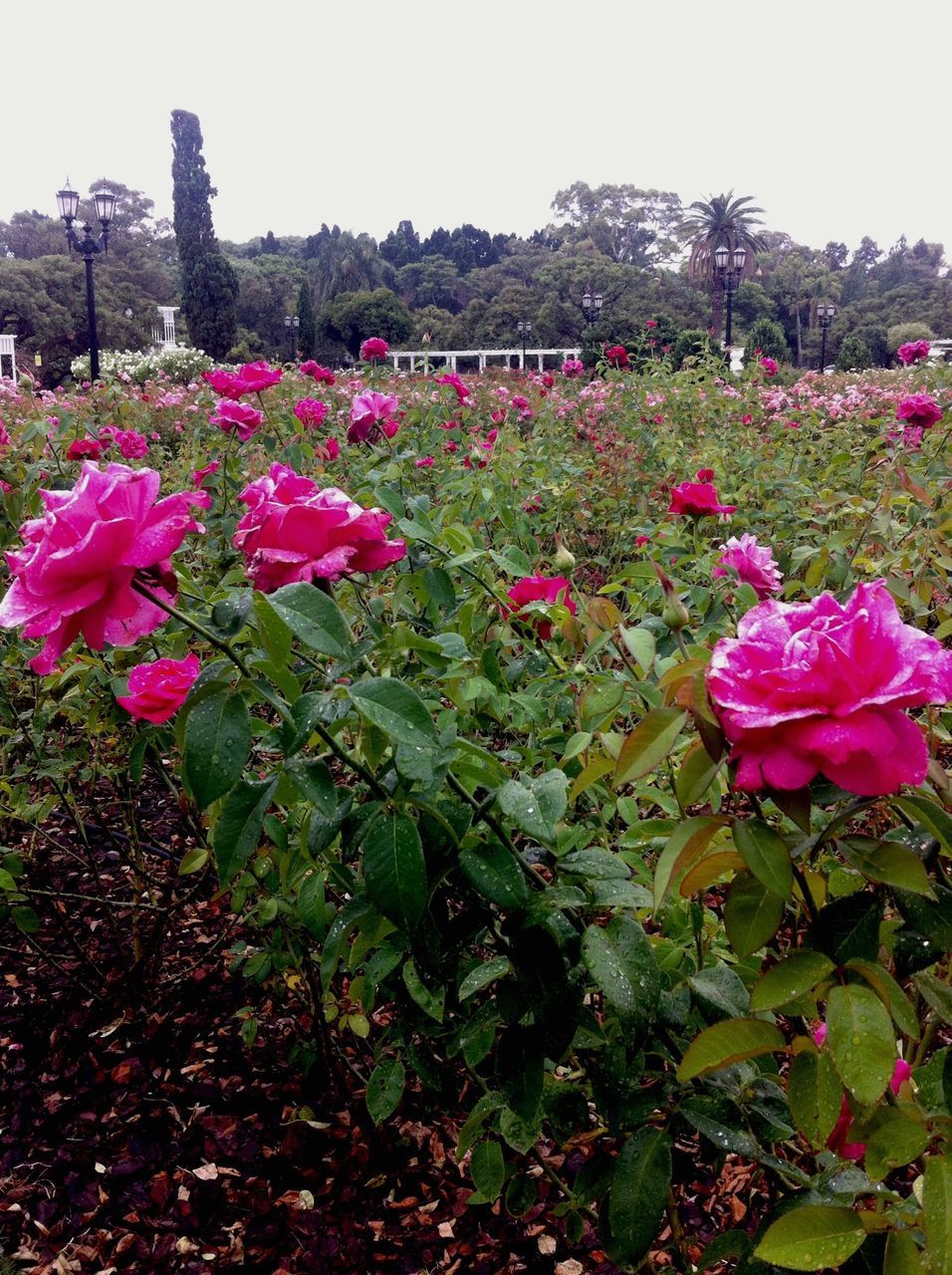 flower, freshness, fragility, petal, growth, beauty in nature, blooming, plant, flower head, nature, pink color, leaf, in bloom, clear sky, field, park - man made space, red, day, blossom, outdoors