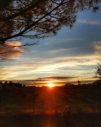 Silhouette trees on field against sky at sunset