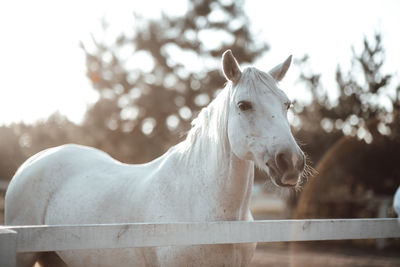 White horse in ranch