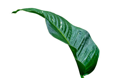 Close-up of fresh green leaves against white background