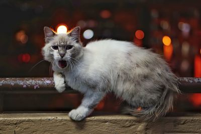 Close-up portrait of a cat