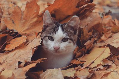 Tabby cat in autumn