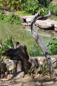 Driftwood on tree trunk