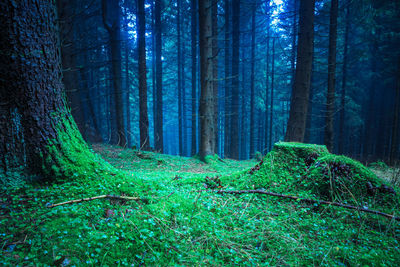 Pine trees in forest