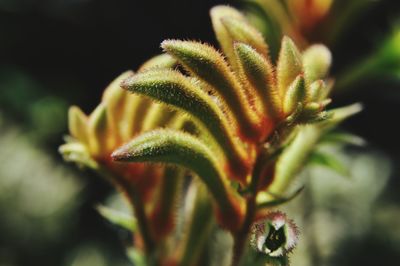 Close-up of pink flower buds growing outdoors