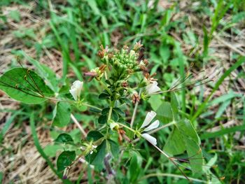 High angle view of flowering plant on field