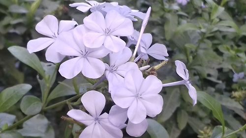 Close-up of white flowers blooming outdoors