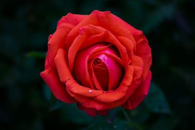 Close-up of red rose