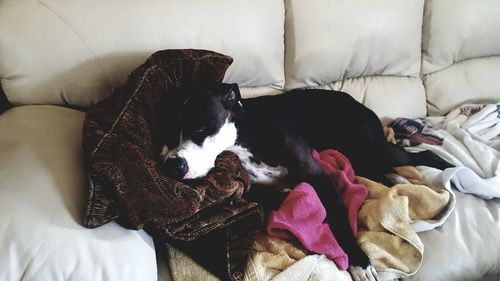 Dog  lying on bed