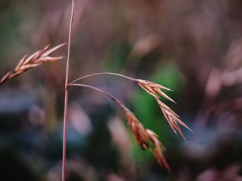 Close-up of dry plant