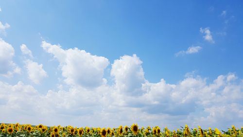 Panoramic view of yellow flowers against blue sky