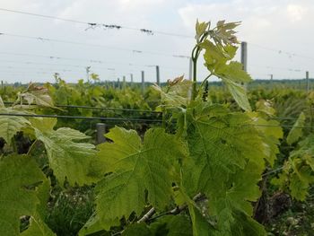 Close-up of fresh green leaves on field against sky