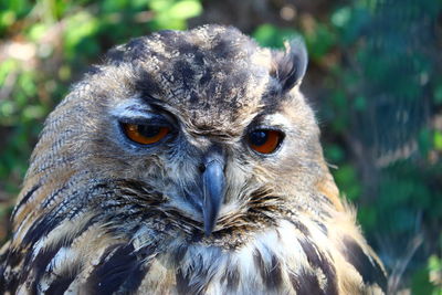 Close-up portrait of owl