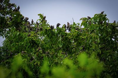 Low angle view of trees against sky