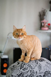 Trimmed red cat. grooming. shorthair cat is sitting on a chair and looking at the camera.