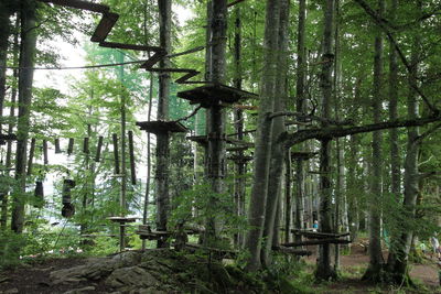 Bamboo trees in forest