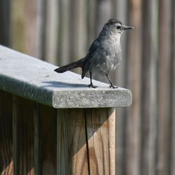 Close-up of bird perching on wooden post