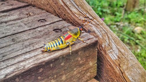 Close-up of insect on wood