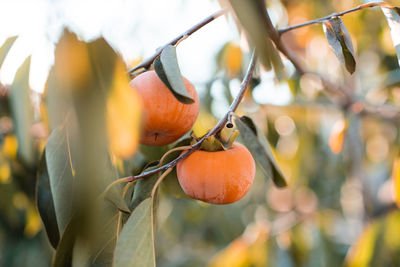 Growing persimmon fruits on tree branch in garden in day light outdoor close up. autumn harvesting