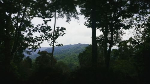 Scenic view of forest against sky