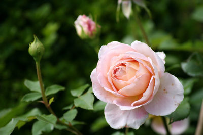 Close-up of pink rose