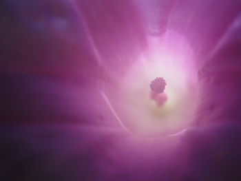 Close-up of purple flower