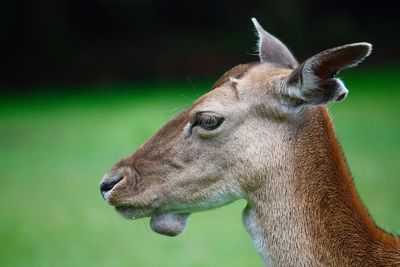 Close-up of deer looking away