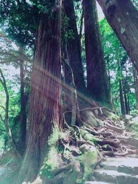 Trees in forest