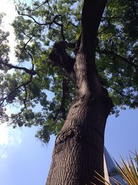 Low angle view of tree against the sky