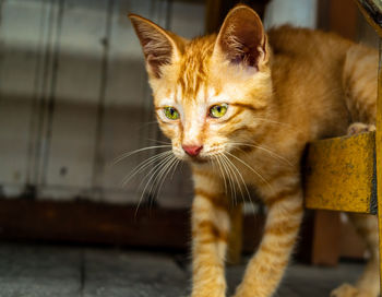 Close-up portrait of a cat