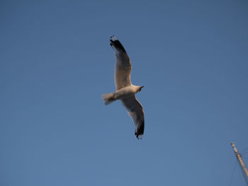 Low angle view of seagull flying in sky