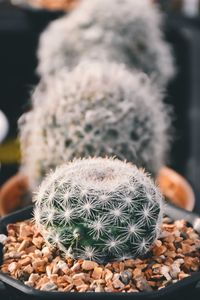 Close-up of succulent plant