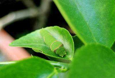 Close-up of insect on leaves