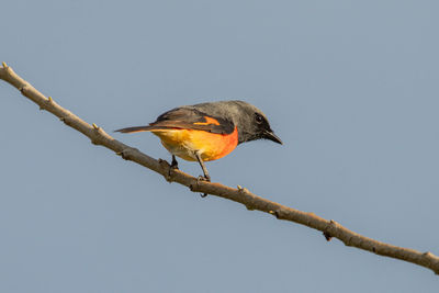 Bird perching on branch against sky